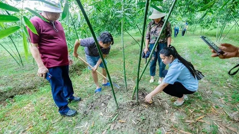 Un modelo de turismo agrícola ecológico en Bac Giang. (Fotografía: Nhan Dan)