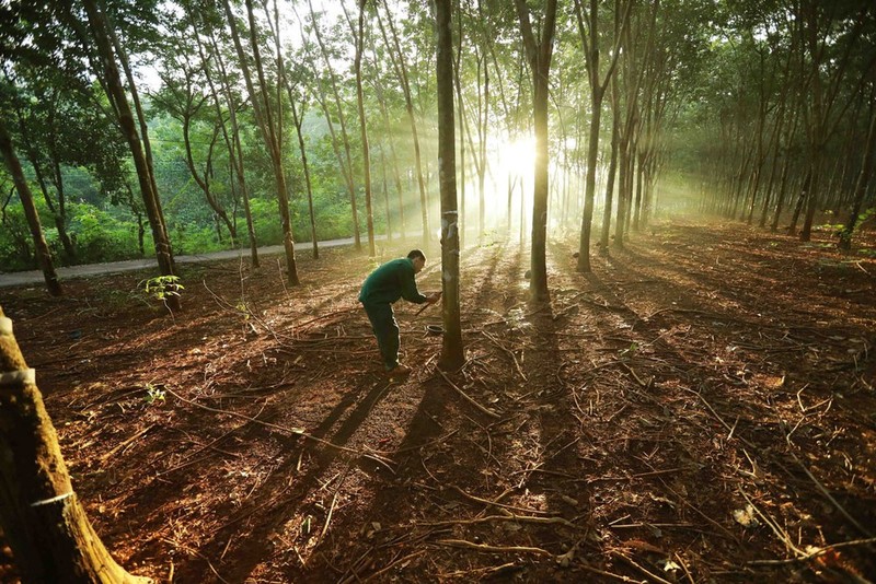 Explotación de látex de caucho en la granja de Dong Phu, en Vietnam. (Fotografía: VNA)