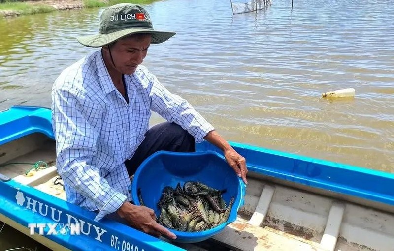 En comparación con el modelo de cultivo tradicional, el cultivo de camarón según los estándares BAP no sólo ayuda a los agricultores a aumentar sus ingresos sino que también garantiza la producción. (Fotografía: VNA)