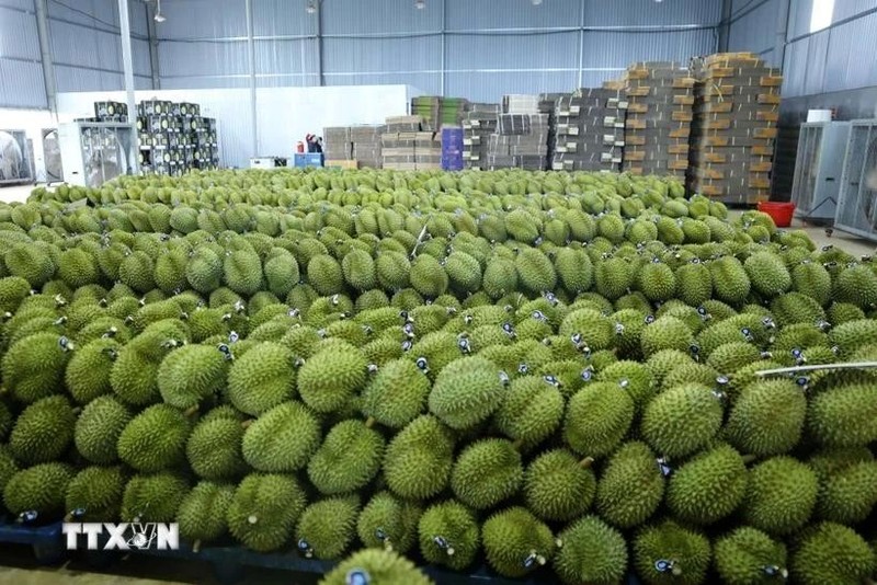 Vietnam cuenta actualmente con unas 150 mil hectáreas de durián y cosecha esta fruta tropical durante todo el año. (Fotografía: VNA)