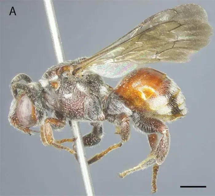 Descubren una nueva especie de abeja en la provincia de Ha Tinh. (Fotografía: Instituto de Ecología y Recursos Biológicos de la Academia de Ciencia y Tecnología de Vietnam)