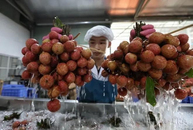 Línea de procesamiento de lichis para exportación en la compañía de importación y exportación de alimentos de Toan Cau. (Fotografía: VNA)