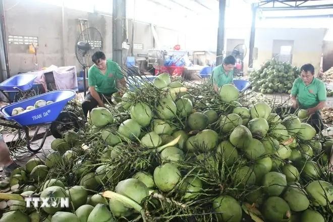 Procesamiento preliminar de cocos frescos para exportación en la compañía Mekong Fruit, comuna de Huu Dinh, distrito de Chau Thanh, provincia de Ben Tre. (Fotografía: VNA)