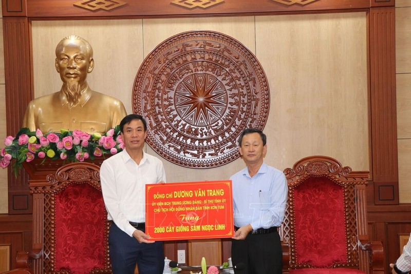 Se entregan dos mil plántulas de ginseng Ngoc Linh a la provincia de Lai Chau. (Fotografía: VNA)