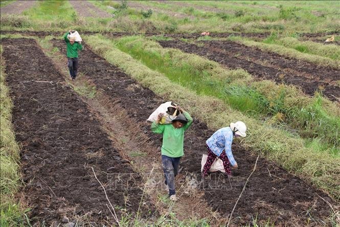 Agricultores de la provincia de Long An. (Fotografía: VNA)