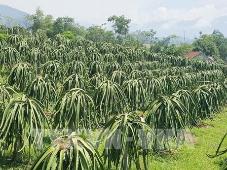 Un área de cultivo de pitahaya en Kien Giang. (Fotografía: VNA)