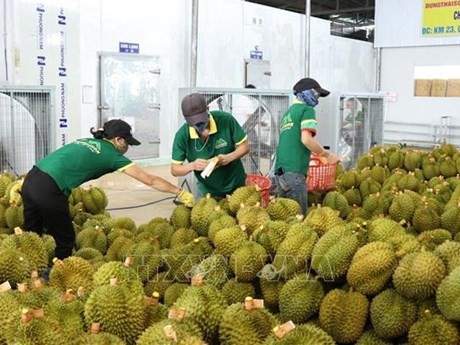 Durián, uno de los productos agrícolas principales vietnamitas para exportar al mercado chino. (Fotografía: VNA)