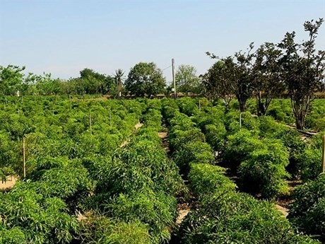 Dinh Lang, una planta medicinal que se cultiva en la provincia de Ninh Thuan. (Fotografía: VNA)