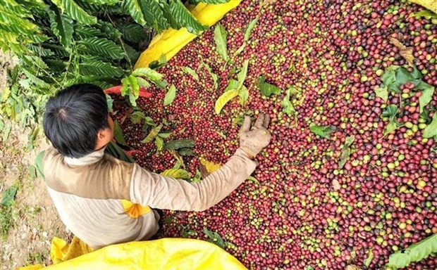 Buscan soluciones para aumentar valor del café vietnamita. (Fotografía: VNA)