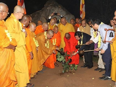 Plantan un retoño del árbol Bodhi en la pagoda de Bai Dinh. (Fotografía: VNA)