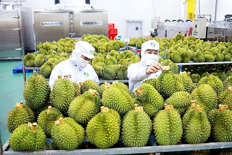 Durián, una de las frutas vietnamitas exportadas oficialmente a China. (Fotografía: VNA)