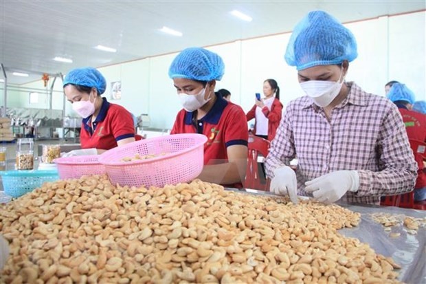 Anacardo, un producto de exportación de Vietnam a Irán. (Fotografía: VNA)