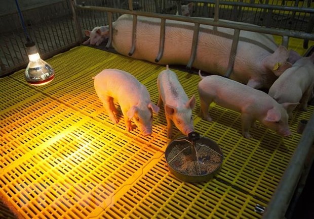 Una granja de cría de cerdos en el distrito de Tan Hiep, provincia survietnamita de Kien Giang. (Fotografía: VNA)
