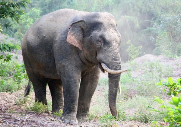 Un elefante que se encuentra en Dong Nai, de Vietnam. (Fotografía: Nhan Dan)