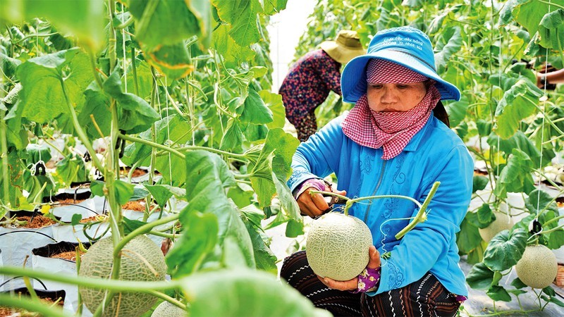 Cosecha de melón (cultivado según modelo de alta tecnología) en el distrito de Cu Chi. (Fotografía: Nhan Dan)