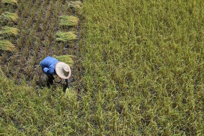 La cosecha del arroz en la provincia de Ayutthaya, Tailandia. (Fotografía: AFP/VNA)