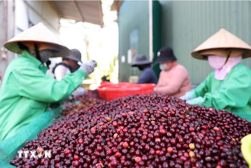 Precios de café en el mercado doméstico de Vietnam establecen continuamente nuevos récords. (Fotografía: VNA)