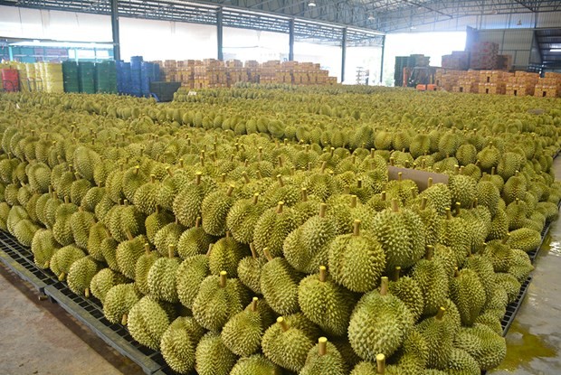 Tailandia apunta a exportar durián por un valor de 3,53 mil millones de dólares este año. (Fotografía: khaosodenglish.com) 