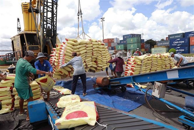 Vietnam ha registrado recientemente un volumen y valor récord de exportación de arroz. (Fotografía: VNA)
