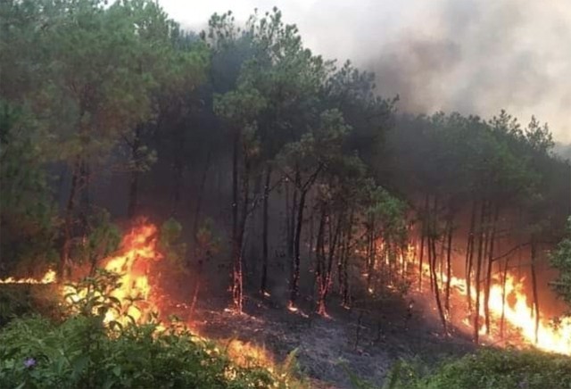 Incendio en un bosque en la provincia de Nghe An. (Fotografía: baochinhphu.vn)