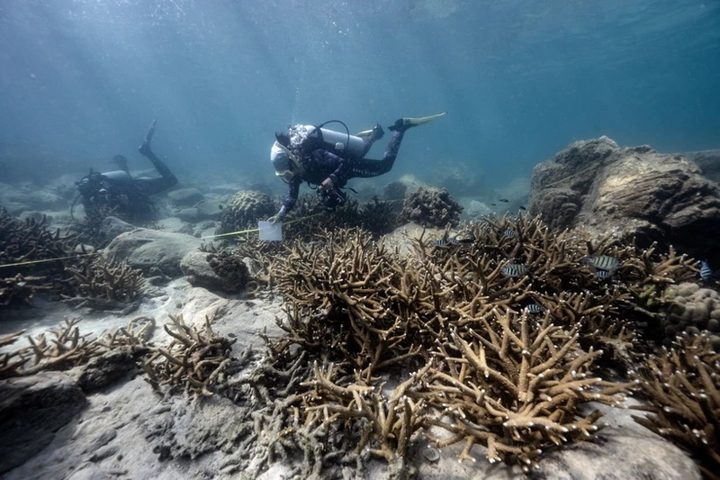Tailandia cierra una isla para reducir el blanqueamiento de corales. (Fotografía: AFP/VNA)