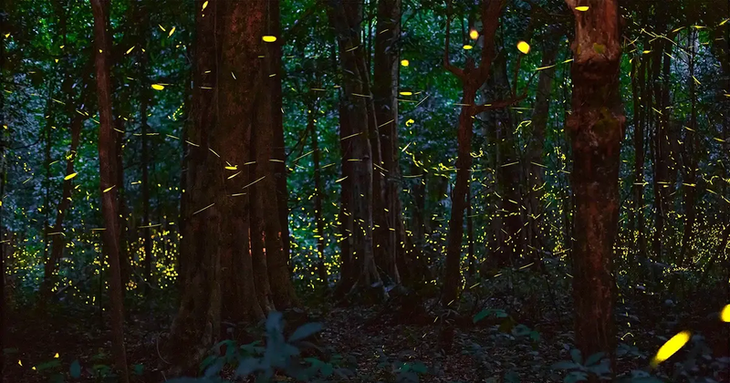 El bosque de luciérnagas. (Fotografía: thanhnien.vn)