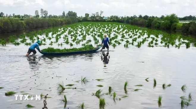 Los agricultores de la provincia de Ca Mau siembran semillas de arroz en tierras de cultivo de camarones. (Fotografía: VNA)