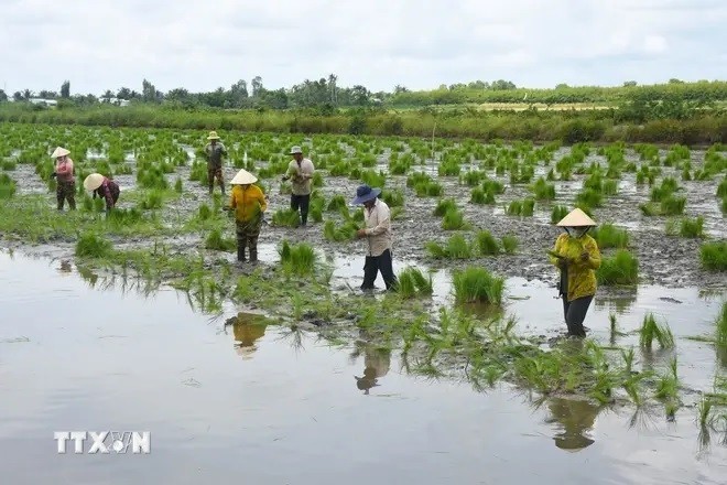 Agricultores de la provincia de Ca Mau siembran semillas de arroz en tierras de cultivo de camarones. (Fotografía: VNA)
