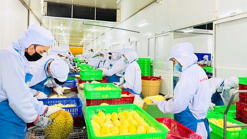 Procesamiento preliminar de durián para exportación en la Empresa de Importación y Exportación de Frutas Chanh Thu.