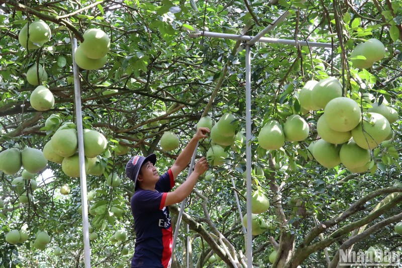 Aldea de pomelos de Tan Trieu en preparación del Tet