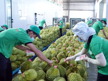 La exportación de durián a China aumenta fuertemente. (Fotografía: VNA)