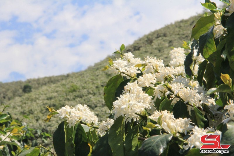 Contemplan temporada de floración de café en provincia de Son La (Foto: baosonla.vn)