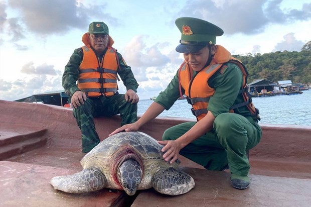 Liberan al mar una tortuga de 80 kilogramos (Foto: VNA)