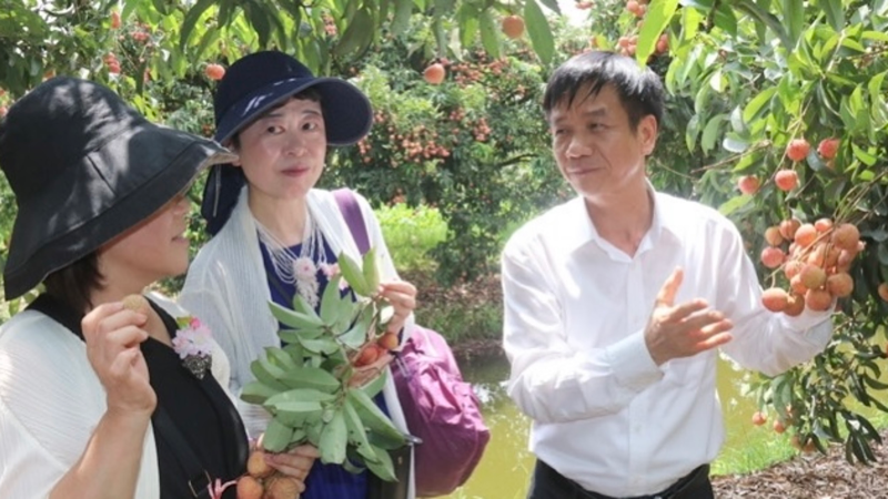 Una empresaria japonesa y el director del Servicio de Industria y Comercio de Hai Duong en un área de exportación de lichi en el distrito de Thanh Ha