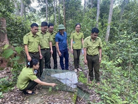 Liberan a cuatro puercoespines de cola de cepillo al hábitat natural en Vietnam