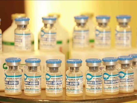 Exportará Vietnam dos millones dosis de vacuna contra la peste porcina africana