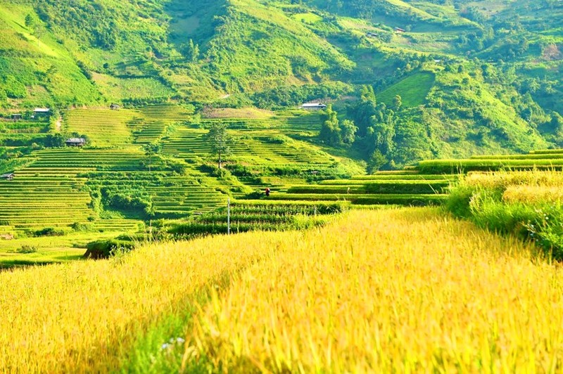 La admirable temporada del arroz maduro en el noroeste de Vietnam