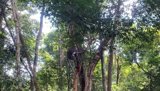 Un mono liberado a hábitat natural (Foto:VNA)