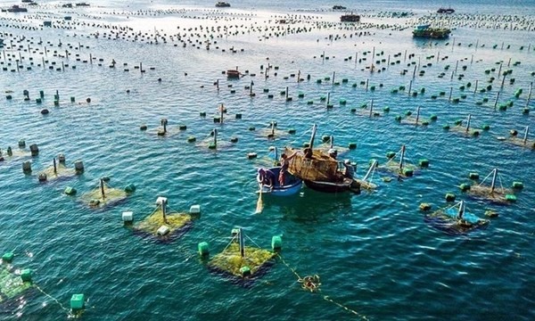 Khanh Hoa es una de las localidades con muchas ventajas en cultivo marino con muchas especies de alto valor económico. (Foto: VNA)