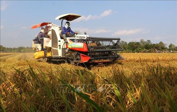 Cosecha de arroz invierno-primavera en la provincia de Hau Giang. (Foto: VNA)