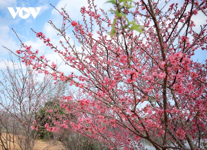 Brillantes flores de cerezo en provincia vietnamita