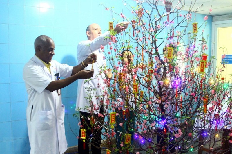 Expertos cubanos decoran árbol de melocotón para dar la bienvenida al Tet en el Hospital de Amistad Vietnam-Cuba de Dong Hoi, en Quang Binh. (Foto: VNA)