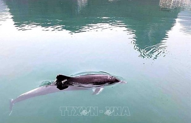 Apareció un delfín nadando en la cueva de Luon, en la bahía de Ha Long. (Foto: VNA)