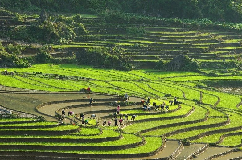 Terrazas de arroz de Sapa (Foto: VNA)