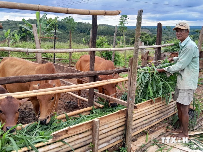 Las personas pobres en el distrito fronterizo de Bu Gia Map, después de recibir casas, también recibió vacas para mejorar la producción y condiciones de vida. (Foto: VNA)