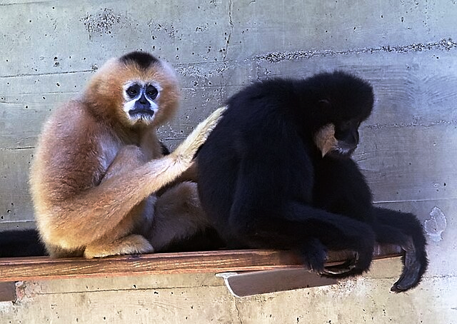 El gibón Siki. (Foto: baovanhoa.vn)