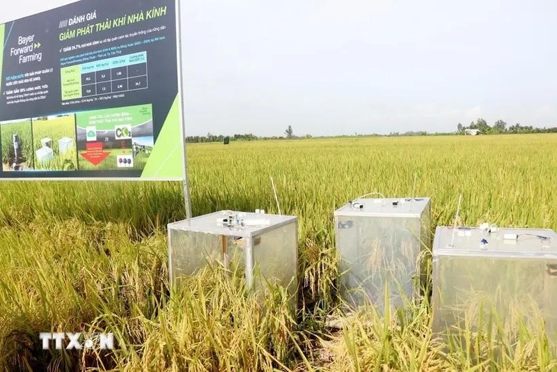 Se utiliza equipo para medir las emisiones de gases de efecto invernadero en un modelo de cultivo de arroz orgánico en Can Tho. (Foto: VNA)