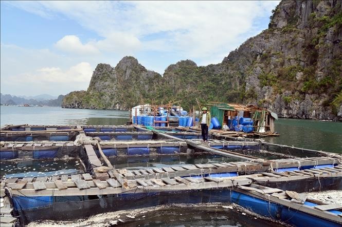 Dang Van Vinh, un pescador del distrito de Cam Thuy, ciudad de Cam Pha, perdió más de 375 mil dólares y se entristeció al ver sus propiedades destruidas. (Foto:VNA)