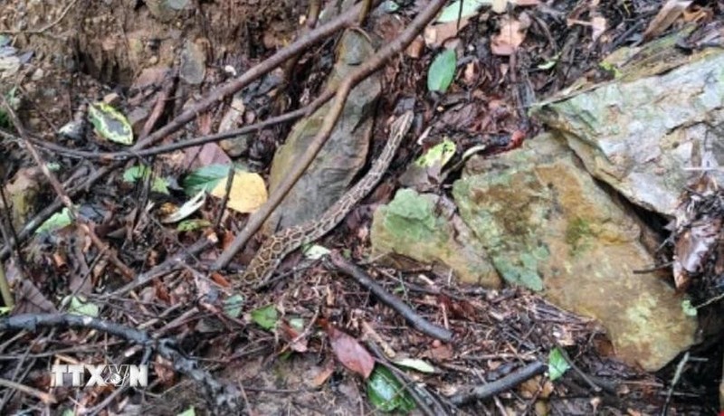 La serpiente rata oriental liberada a la naturaleza (Foto: VNA)