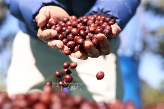 A pesar de ser un importante exportador de café en el mundo, Vietnam todavía exporta este producto principalmente en forma cruda. Foto de ilustración (Foto: VNA)